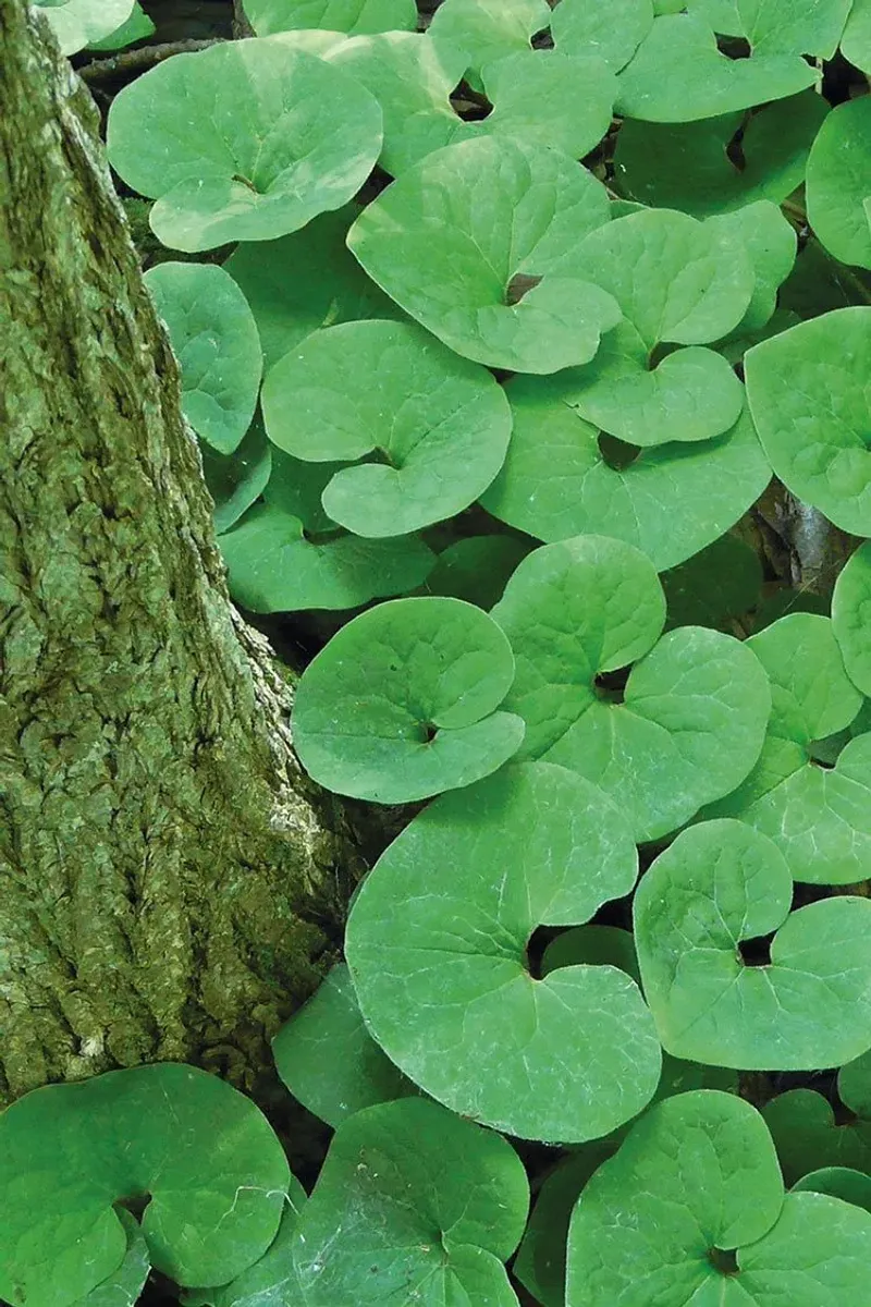 Wild Ginger (Asarum canadense)