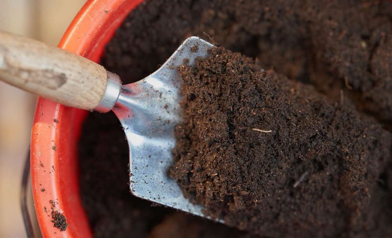 Not Refreshing Soil Between Seasons