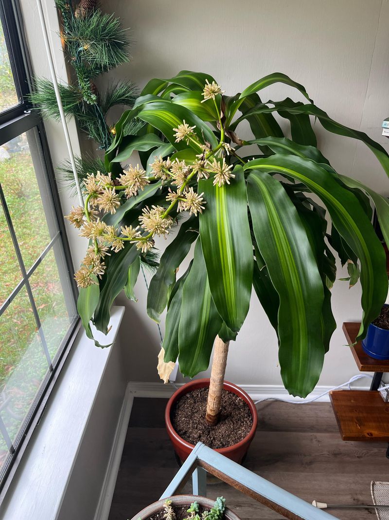 Dracaena (especially Dracaena fragrans)