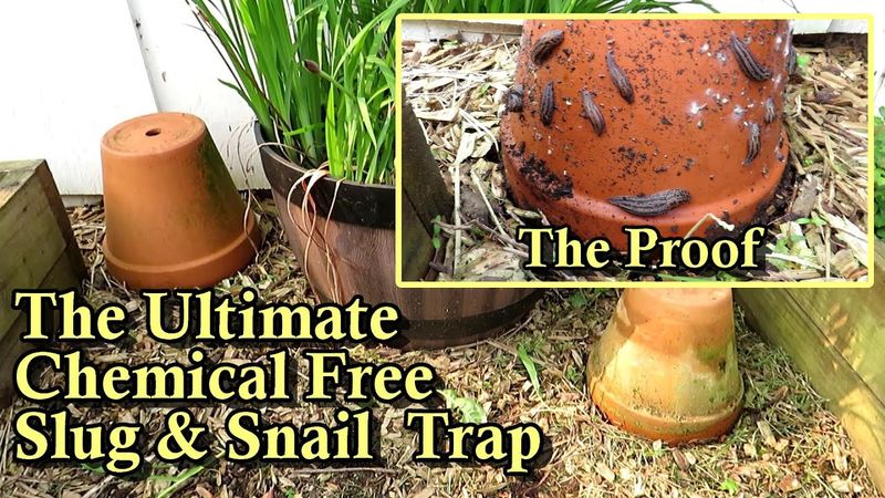 Upside-Down Pot Trap