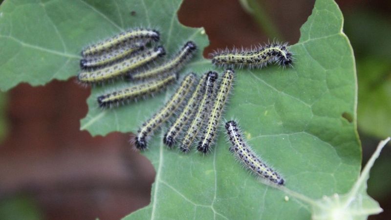 Caterpillars