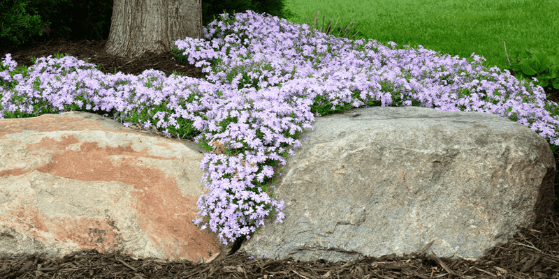 Creeping Phlox (Phlox subulata)
