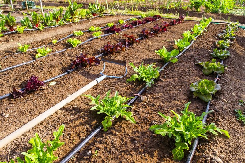 Drip Irrigation Systems