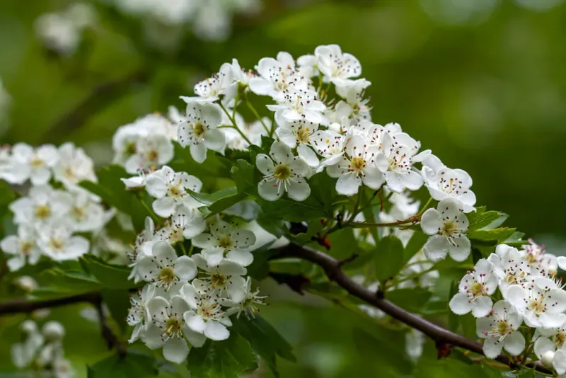 Hawthorn