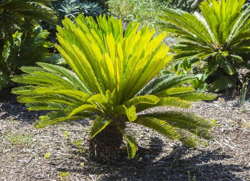 Sago Palm