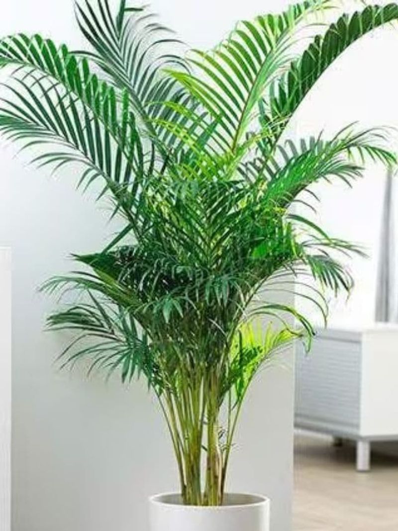 Areca Palm