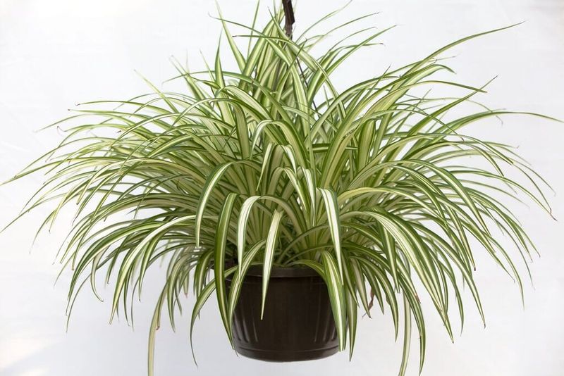 Spider Plant