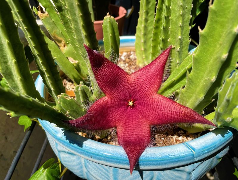 Stapelia (Carrion Flower)