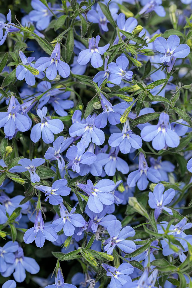 Lobelia