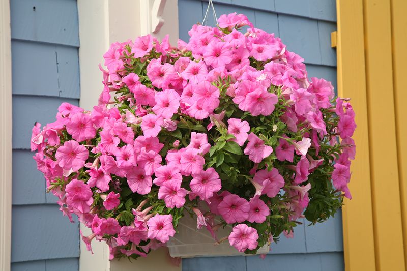 Petunias