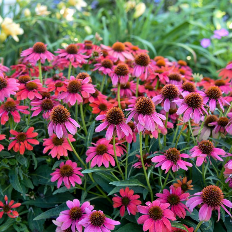 Coneflowers