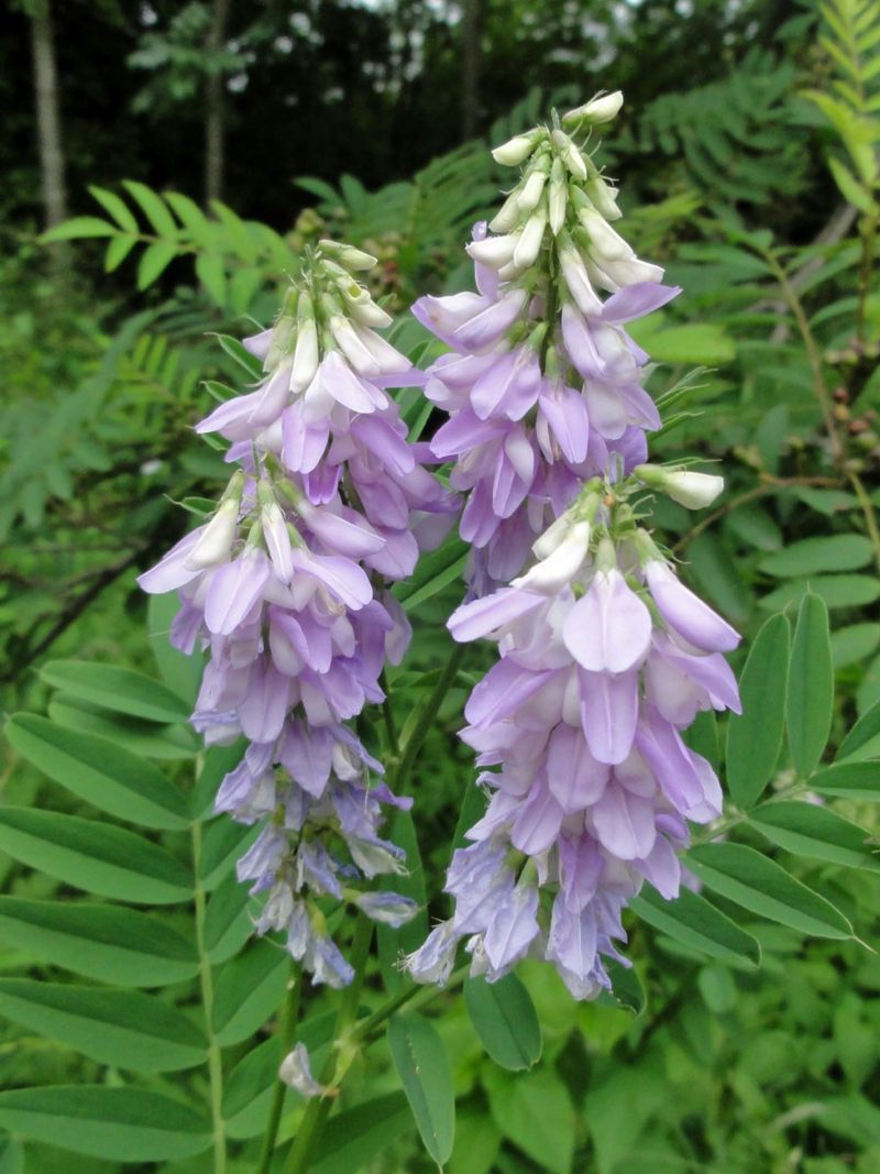 Goat's Rue