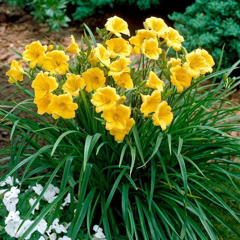 Dwarf Daylilies (Hemerocallis ‘Stella de Oro’)