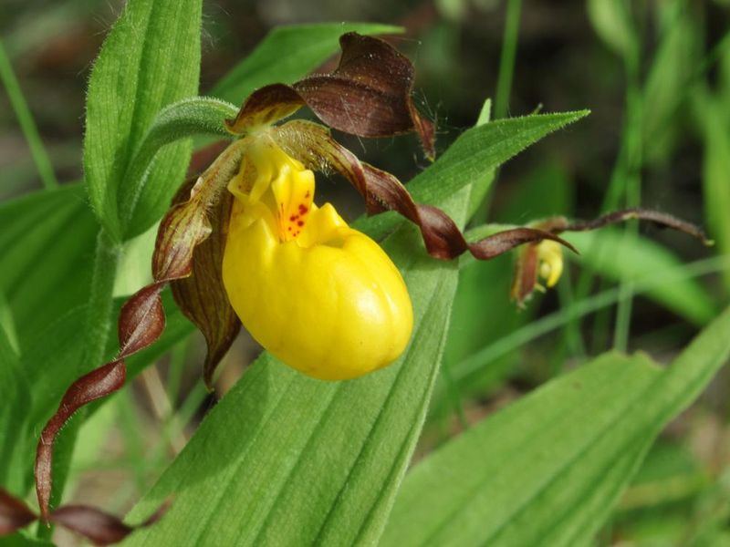 Yellow Lady's Slipper