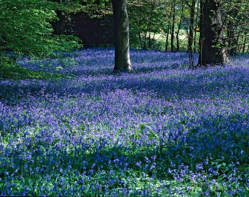 Bluebells