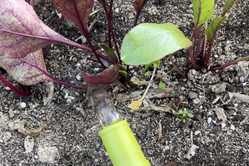 Keep the Soil Consistently Moist