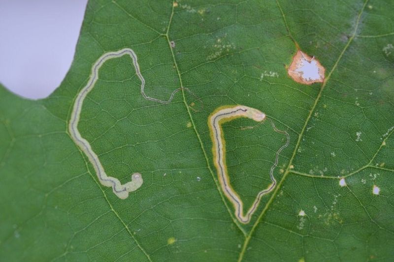 Missed Early Pest/Disease Signs