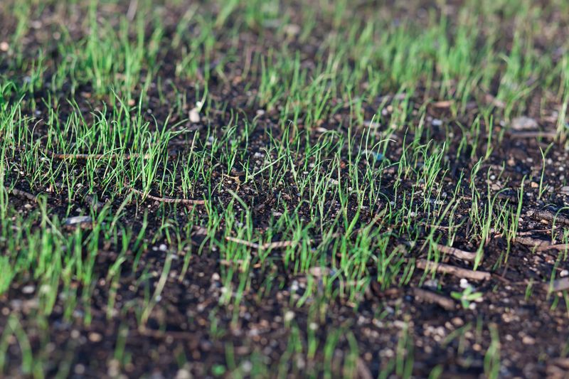 Overseeding Lawn