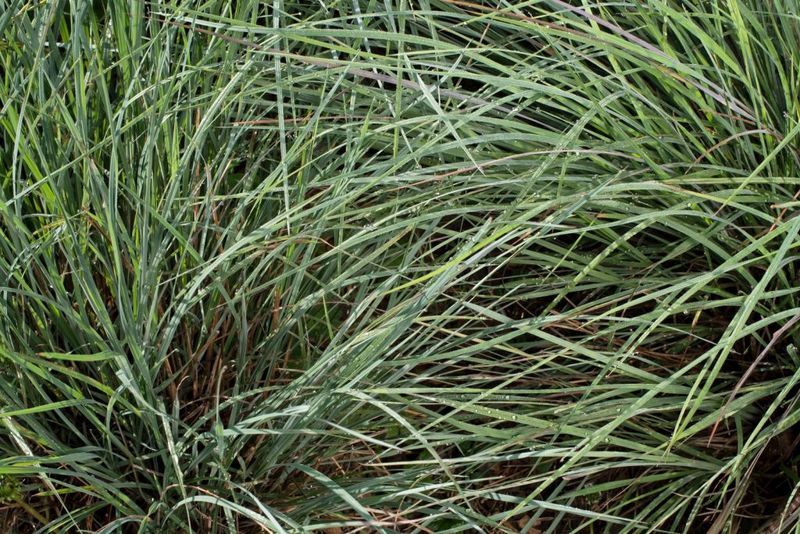 Choosing Native Grass Species