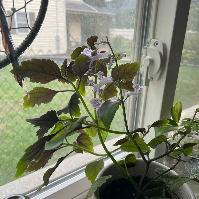 Watering Techniques and Tips