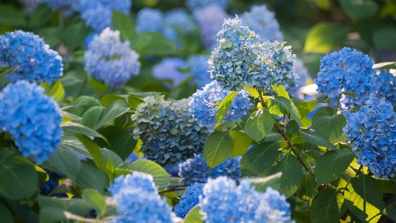 Want Blue Hydrangeas? Use Acid-Loving Fertilizer