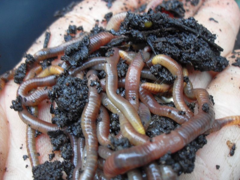 Earthworm Attraction