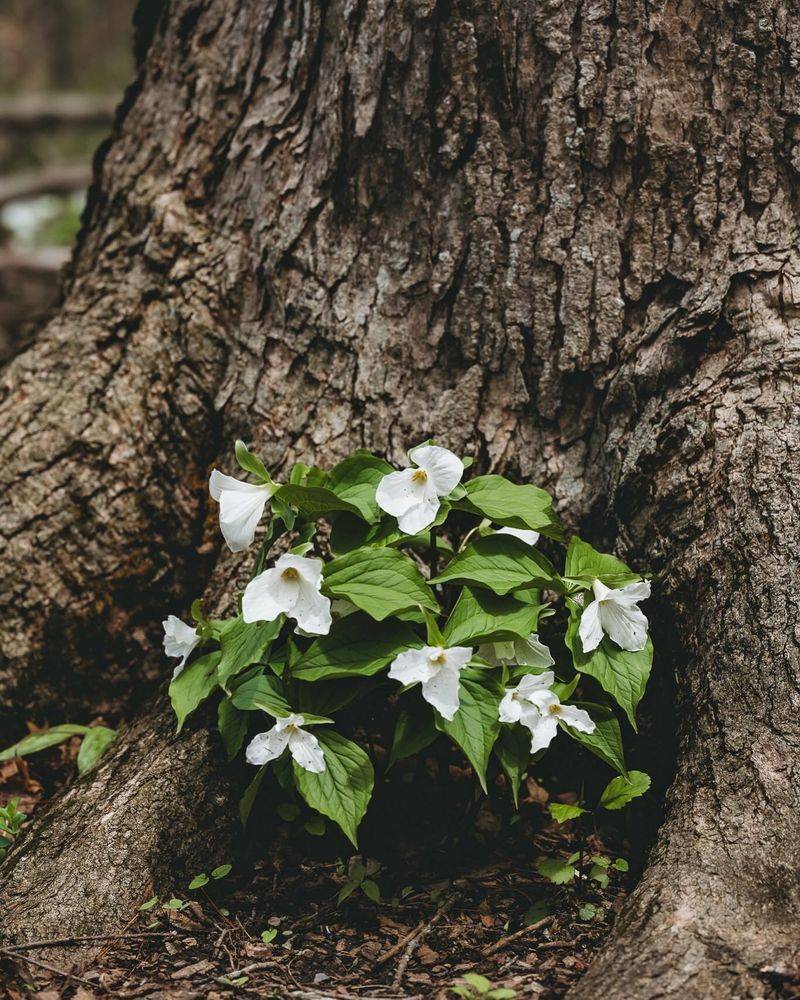 Trillium