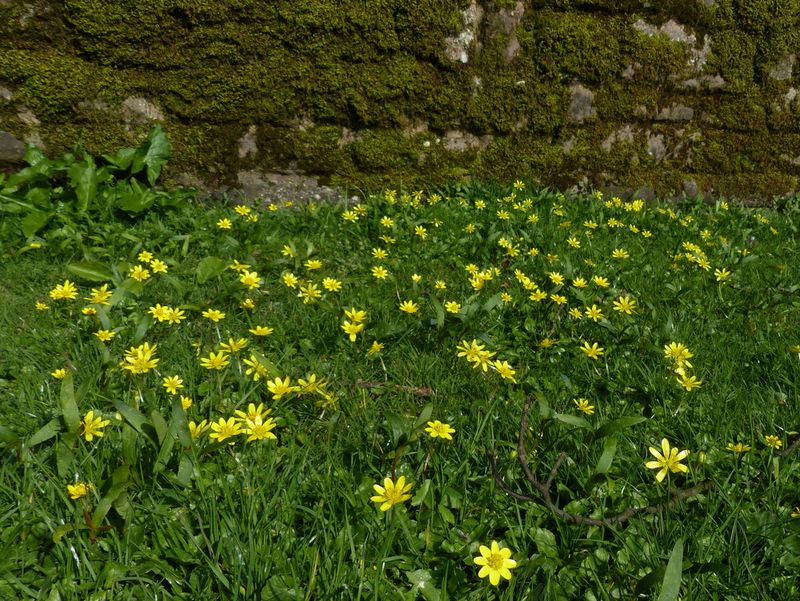 Celandine