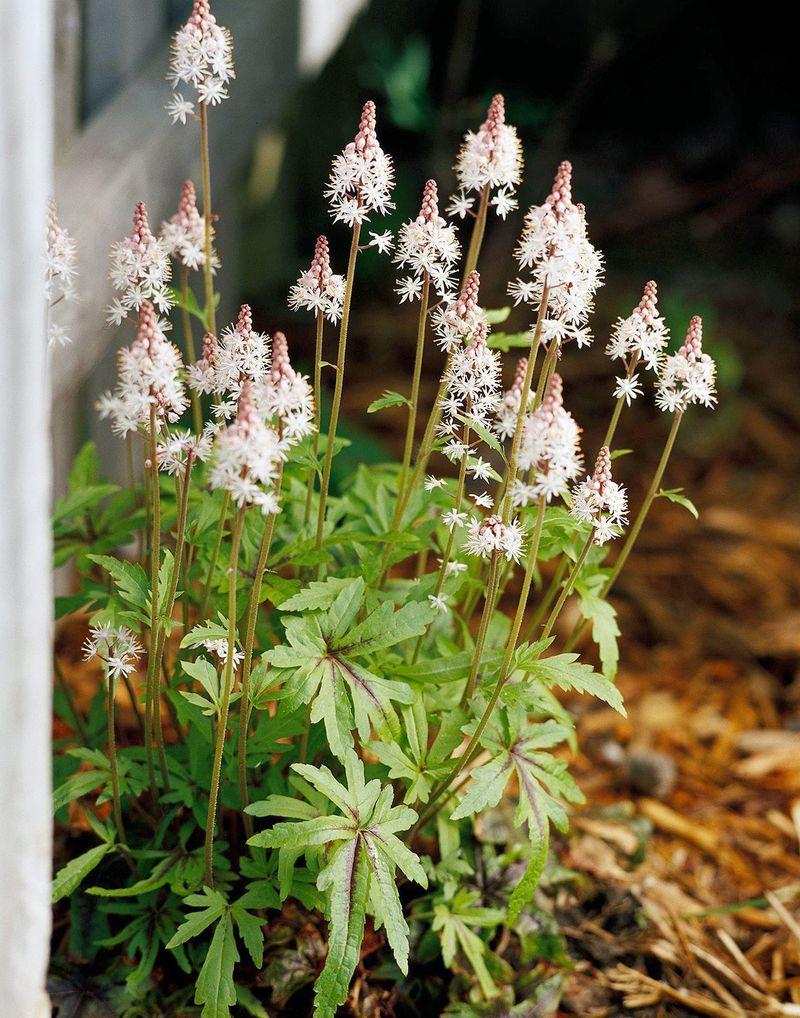 Foamflower