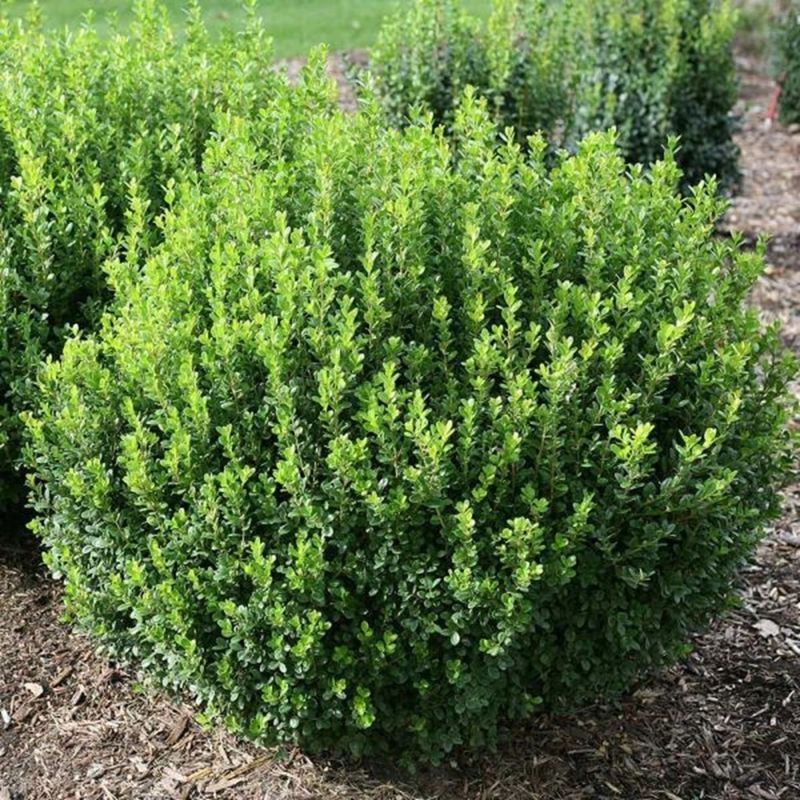 Boxwood (Buxus)