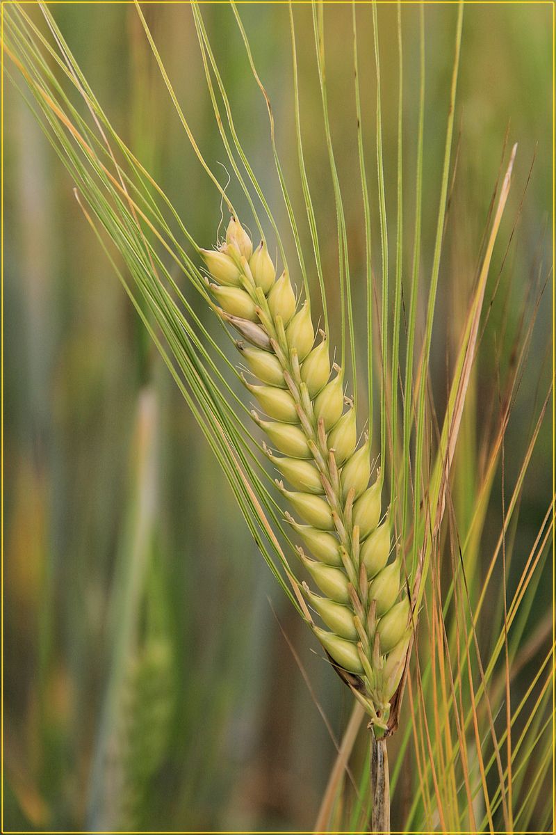 Emmer Wheat