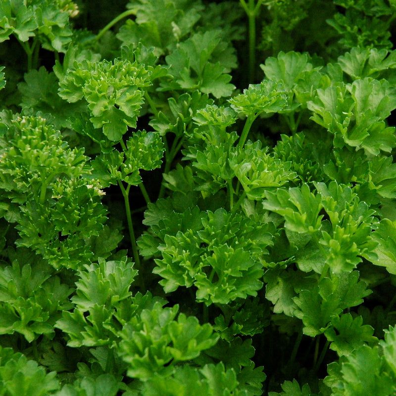 Parsley