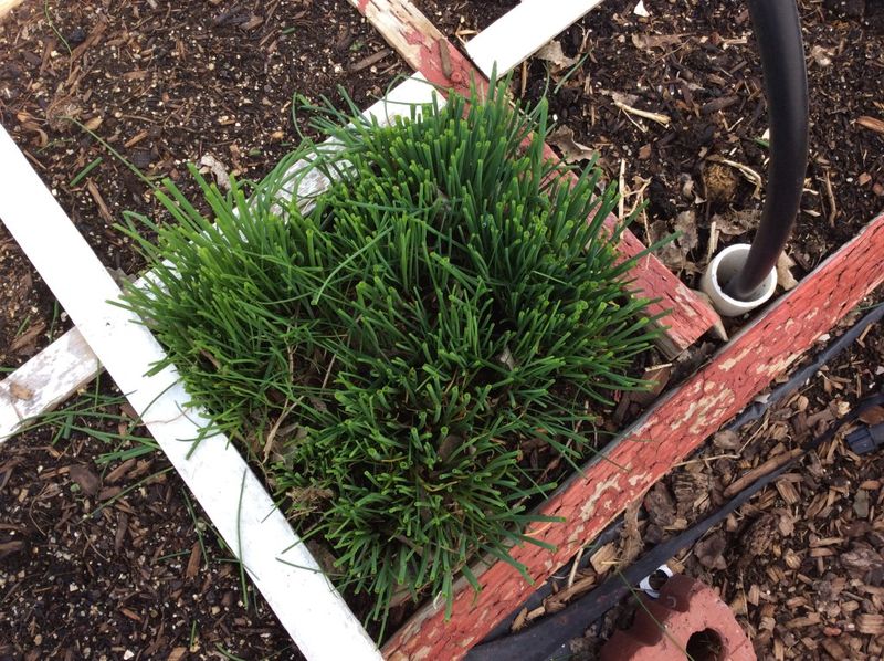 Chives – 16 per square (clumps every 3″)
