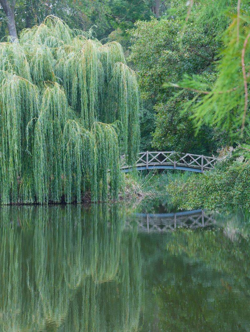 Weeping Willow