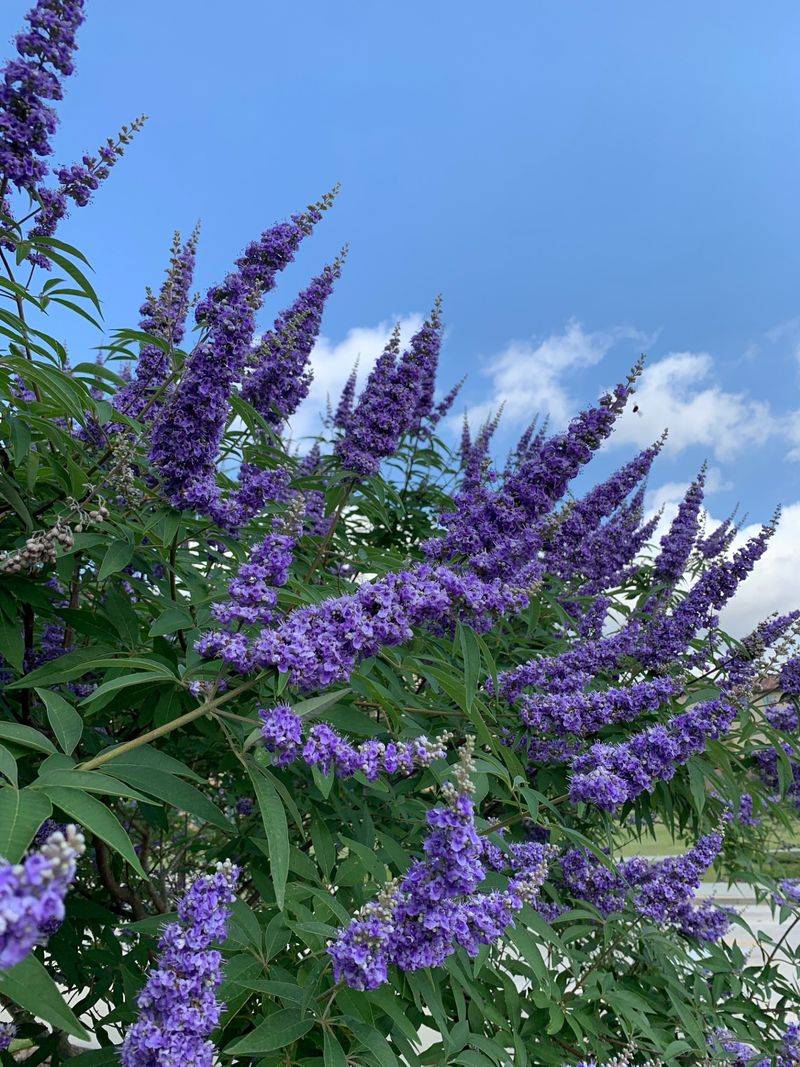 Chaste Tree (Vitex agnus-castus)