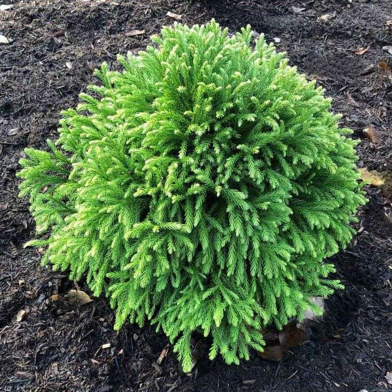 Japanese Cedar (Cryptomeria japonica ‘Globosa Nana’)