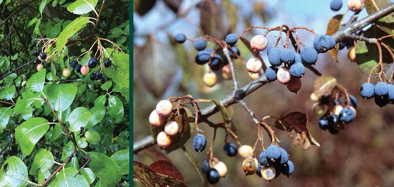 Blackhaw Viburnum (Viburnum prunifolium)