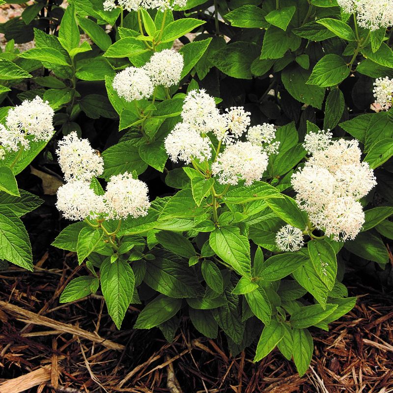 New Jersey Tea (Ceanothus americanus)