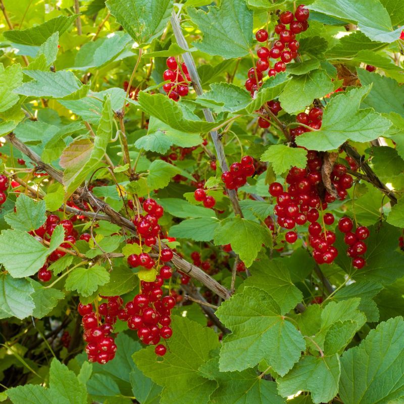 Currant