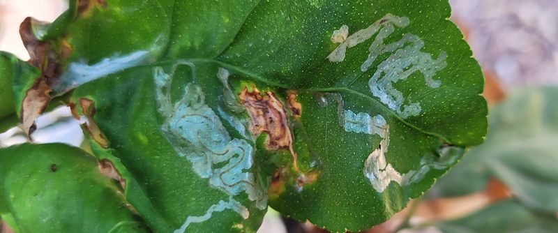 Leaf Miners