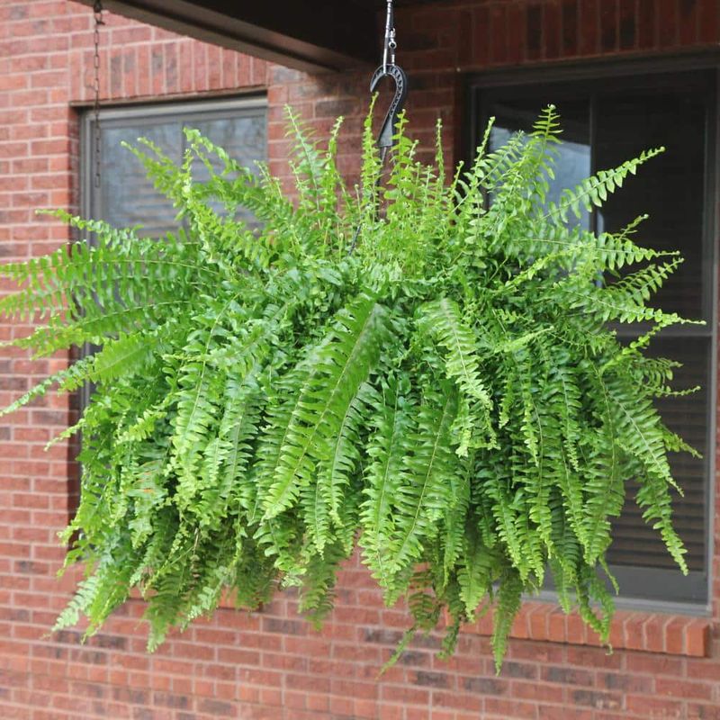 Boston Fern