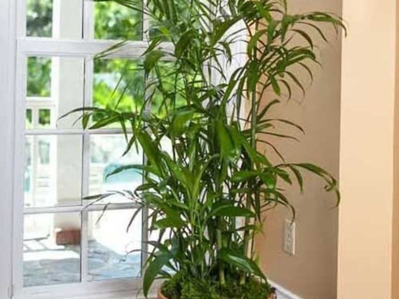 Bamboo Palm