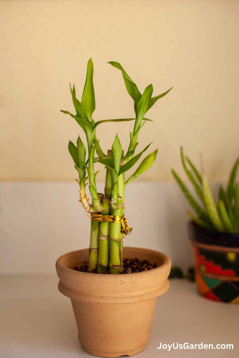 Lucky Bamboo (Dracaena sanderiana)