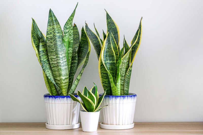 Snake Plant (Sansevieria/Dracaena trifasciata)