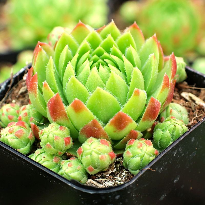 Stone Lotus Flower (Sempervivum tectorum)