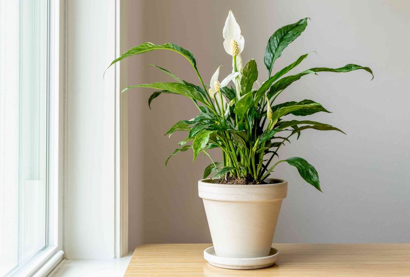 Peace Lily (Spathiphyllum)
