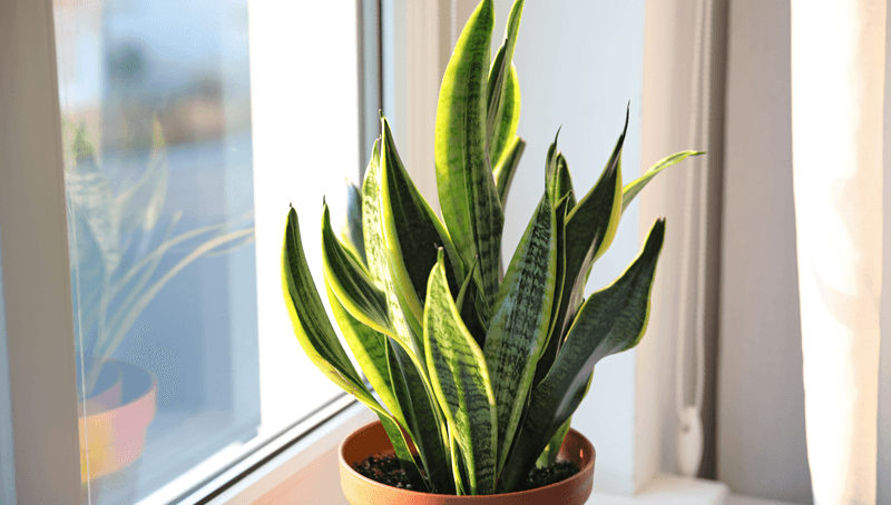 Snake Plant