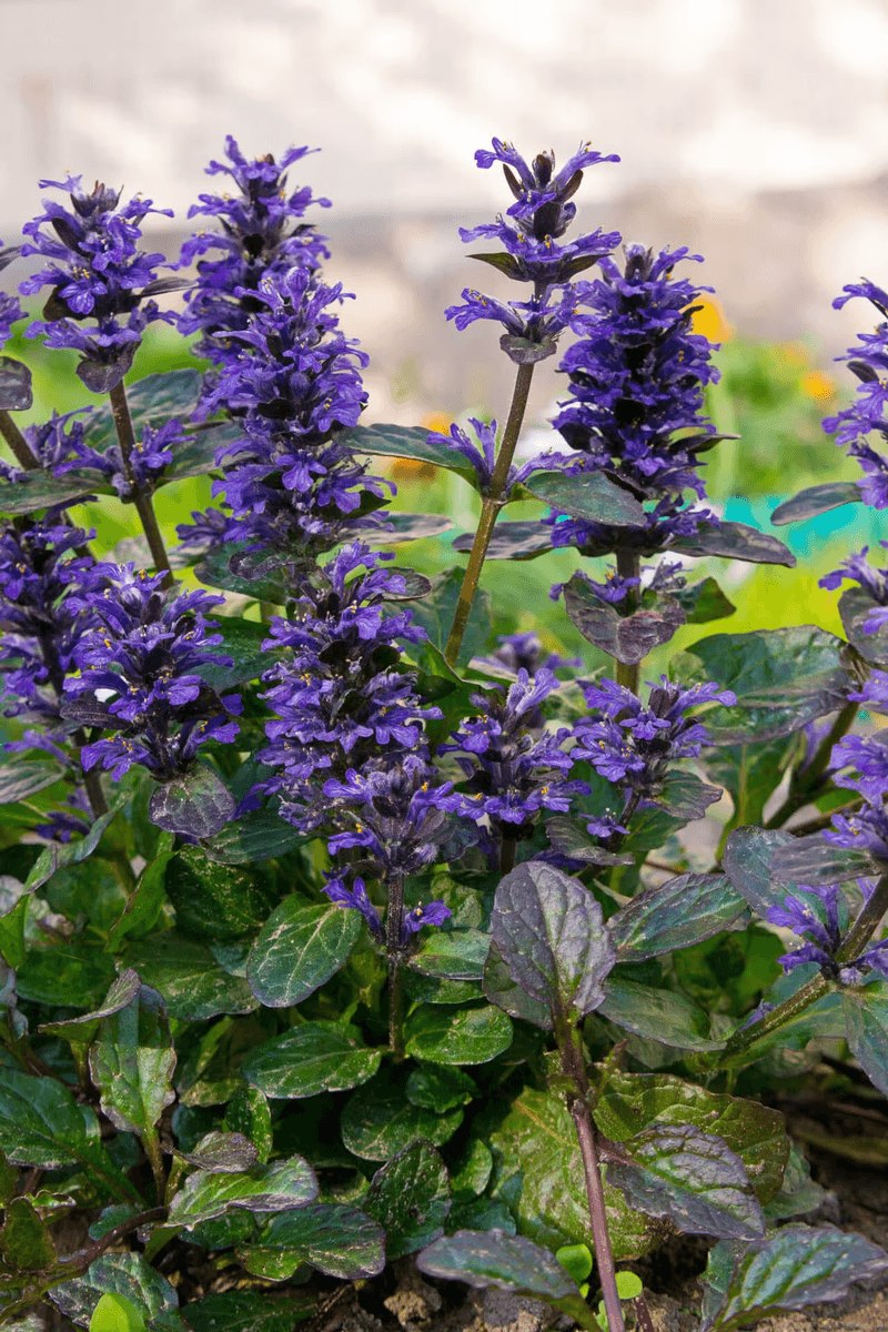 Bugleweed
