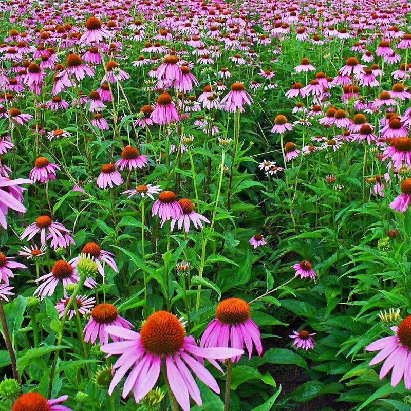 Purple Coneflower (Echinacea purpurea)