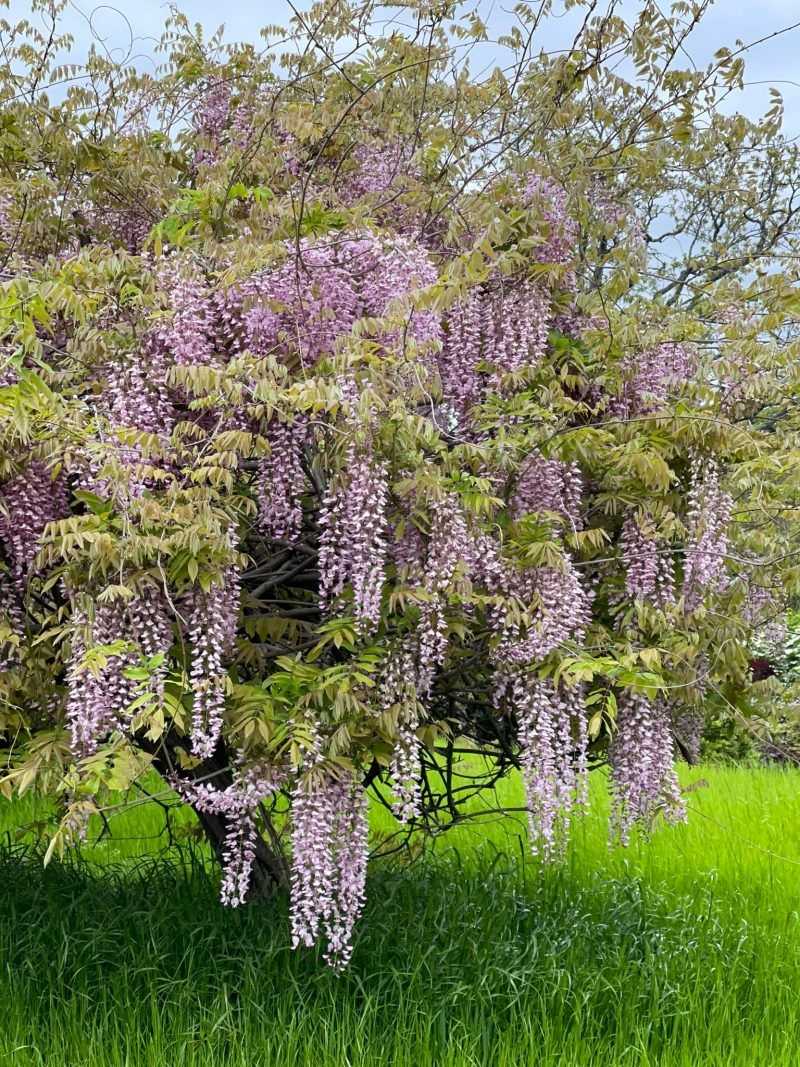 Graceful Wisteria